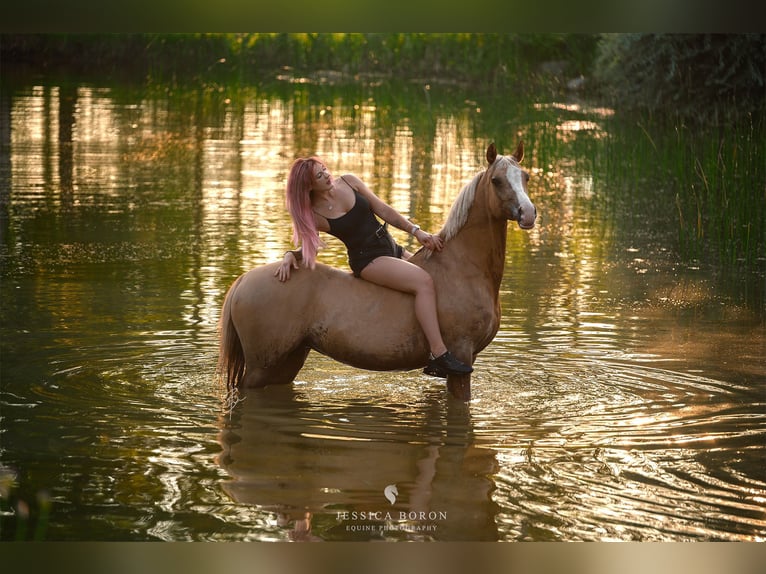 Poolse rijpaard Merrie 6 Jaar 145 cm Palomino in Kicin
