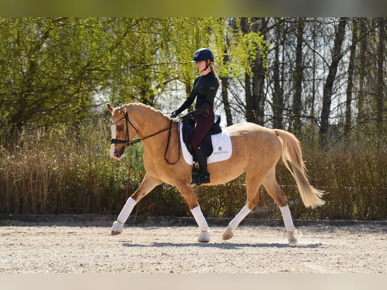 Poolse rijpaard Merrie 6 Jaar 145 cm Palomino in Kicin