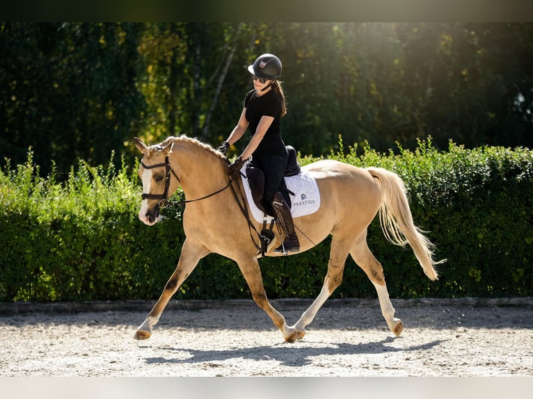 Poolse rijpaard Merrie 6 Jaar 145 cm Palomino in Kicin