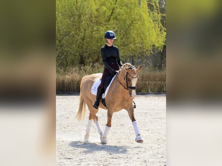 Poolse rijpaard Merrie 6 Jaar 145 cm Palomino in Kicin