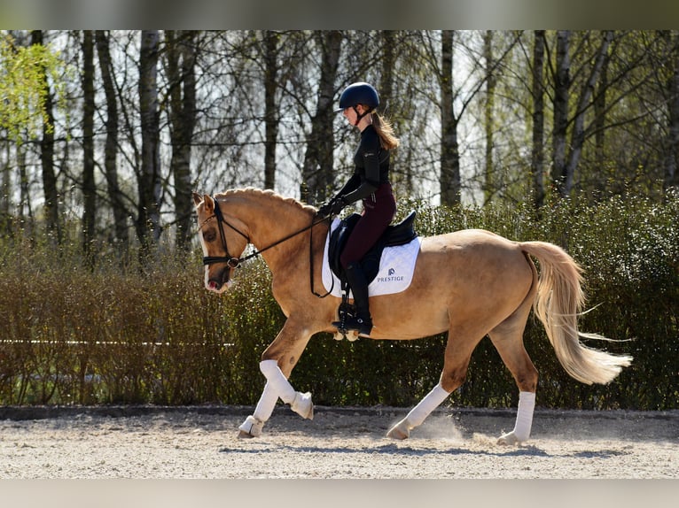 Poolse rijpaard Merrie 6 Jaar 145 cm Palomino in Kicin