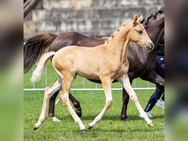 Poolse rijpaard Merrie Veulen (05/2026) 146 cm Palomino in Gniezno