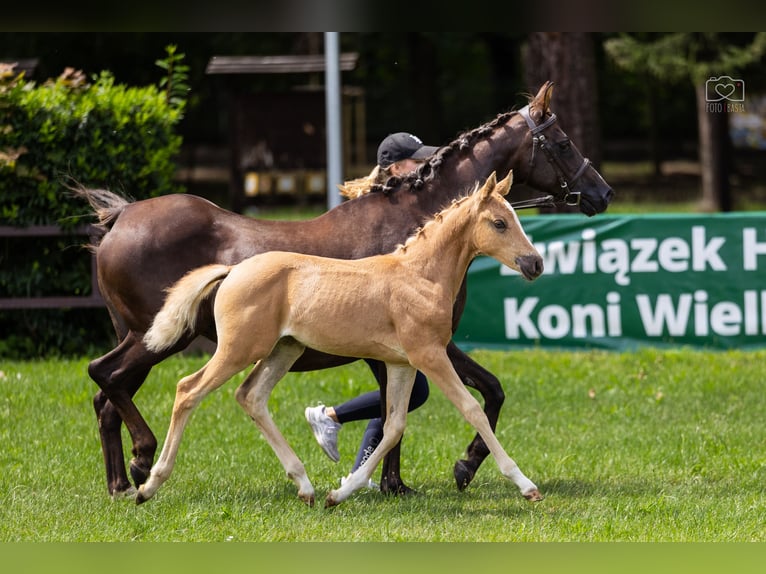 Poolse rijpaard Merrie Veulen (05/2026) 146 cm Palomino in Gniezno