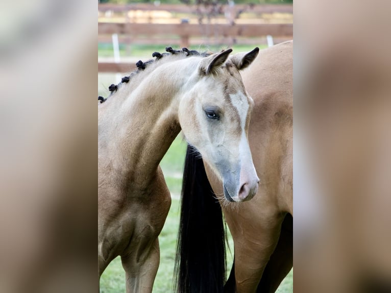 Poolse rijpaard Merrie Veulen (03/2025) 148 cm Buckskin in W&#x105;sowo