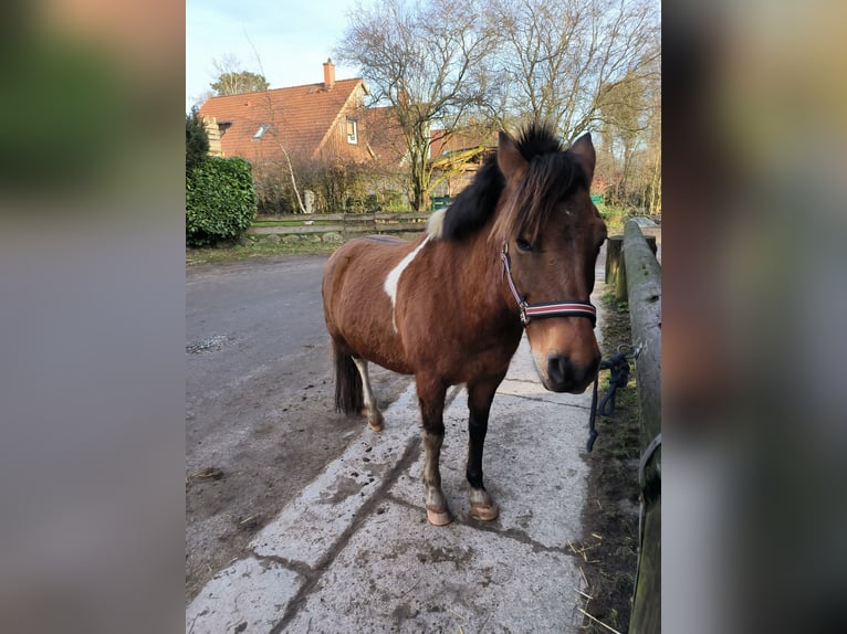 Poolse rijpaard Ruin 13 Jaar 139 cm Bruin in Kiel