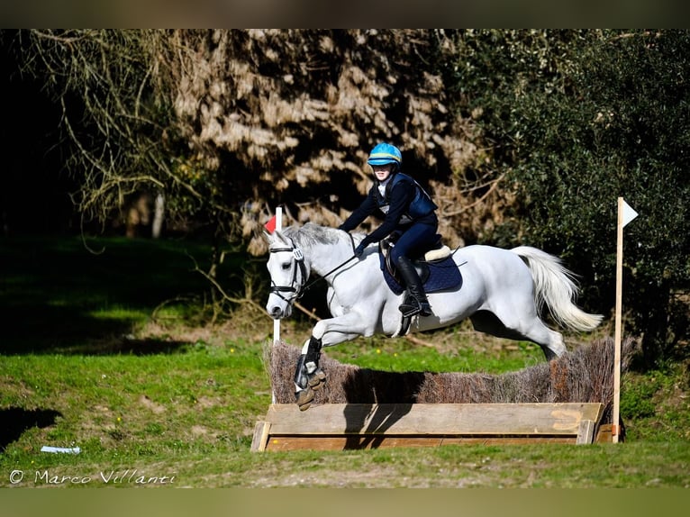 Poolse rijpaard Ruin 13 Jaar 146 cm Schimmel in Parma