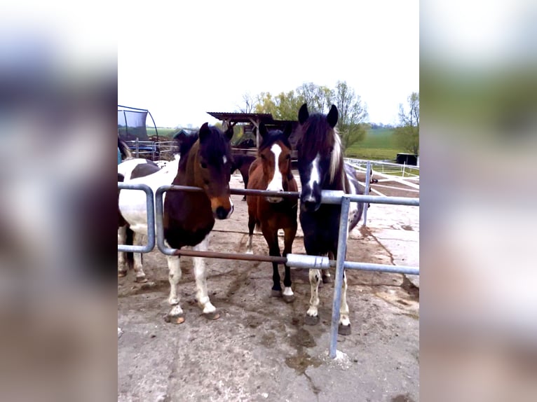 Poolse rijpaard Ruin 14 Jaar 130 cm Gevlekt-paard in Klein Sien