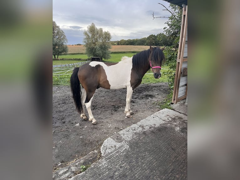 Poolse rijpaard Ruin 14 Jaar 130 cm Gevlekt-paard in Klein Sien