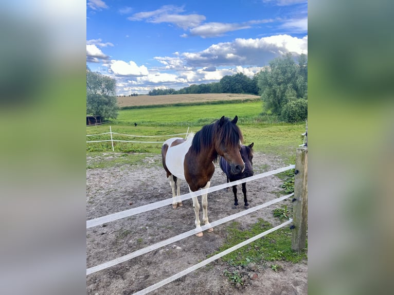Poolse rijpaard Ruin 14 Jaar 130 cm Gevlekt-paard in Klein Sien