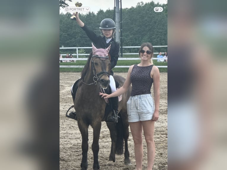 Poolse rijpaard Ruin 16 Jaar 135 cm Donkerbruin in Bydgoszcz