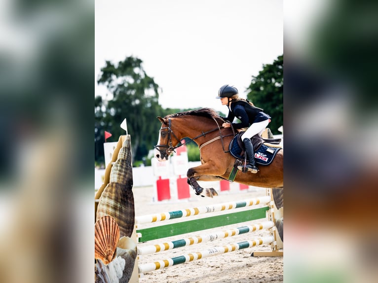 Poolse rijpaard Ruin 16 Jaar 148 cm Roodbruin in Sad&#xF3;wka