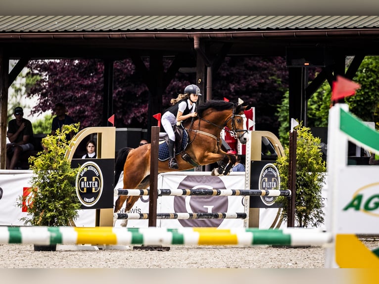 Poolse rijpaard Ruin 16 Jaar 148 cm Roodbruin in Sad&#xF3;wka