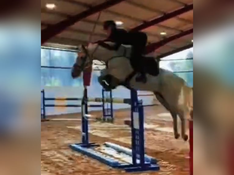 Poolse rijpaard Ruin 17 Jaar 146 cm Schimmel in Saxtorp