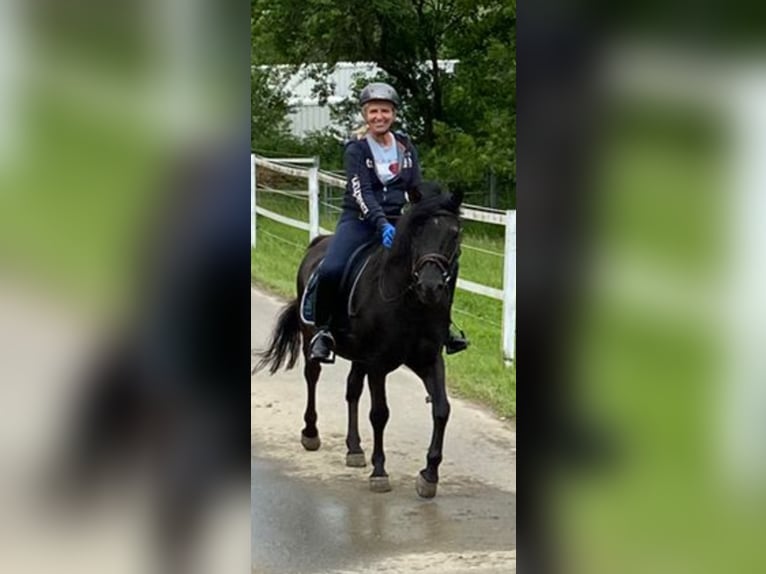 Poolse rijpaard Ruin 18 Jaar 150 cm Zwart in Blieskastel