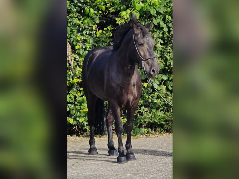 Poolse rijpaard Ruin 3 Jaar 148 cm Zwart in Weert