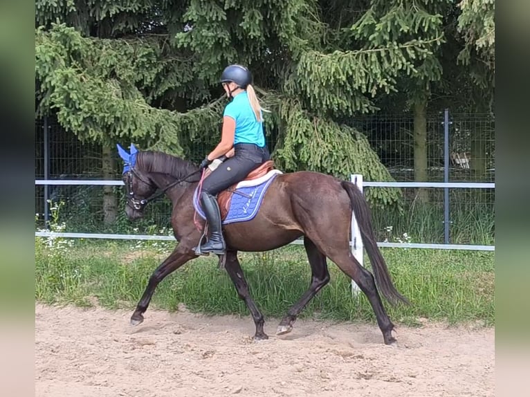 Poolse rijpaard Mix Ruin 4 Jaar 152 cm Zwartbruin in Forst