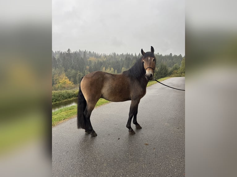 Poolse rijpaard Ruin 4 Jaar 155 cm Bruin in Neukirchen vorm Wald