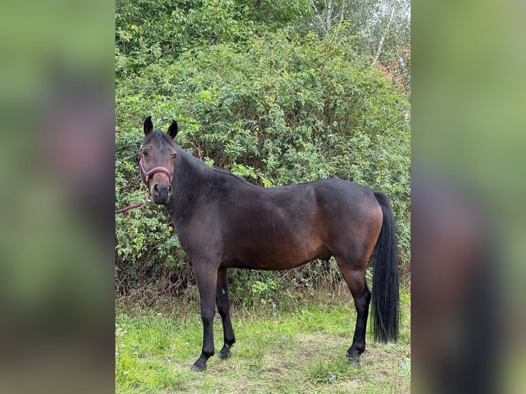 Poolse rijpaard Ruin 5 Jaar 142 cm Roodbruin in Legnica