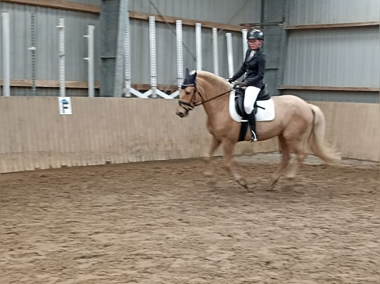 Poolse rijpaard Ruin 5 Jaar 147 cm Palomino in Pfl&#xFC;ckuff