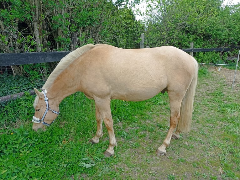 Poolse rijpaard Ruin 5 Jaar 147 cm Palomino in Pfl&#xFC;ckuff