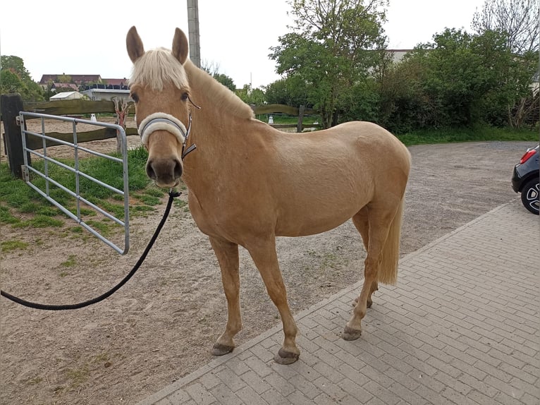 Poolse rijpaard Ruin 5 Jaar 147 cm Palomino in Pfl&#xFC;ckuff