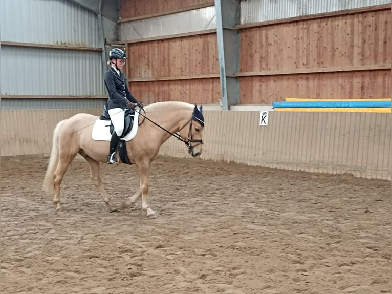 Poolse rijpaard Ruin 5 Jaar 147 cm Palomino in Pfl&#xFC;ckuff
