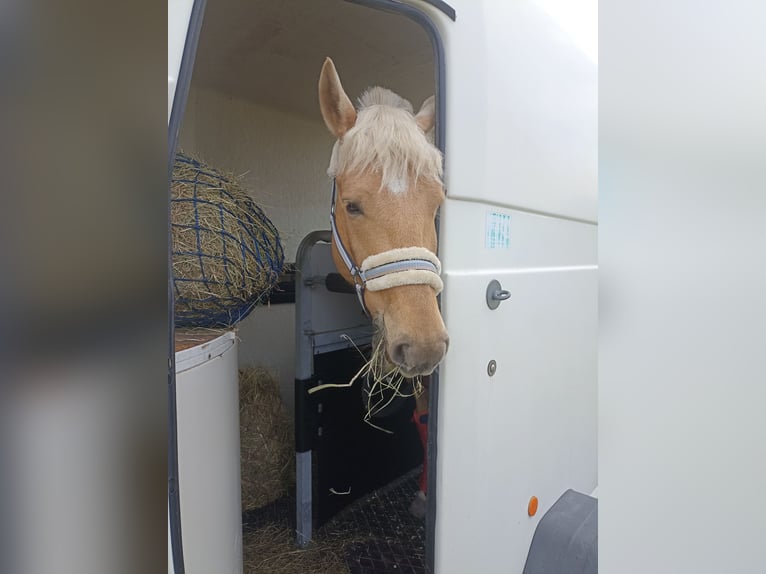 Poolse rijpaard Ruin 5 Jaar 147 cm Palomino in Pfl&#xFC;ckuff