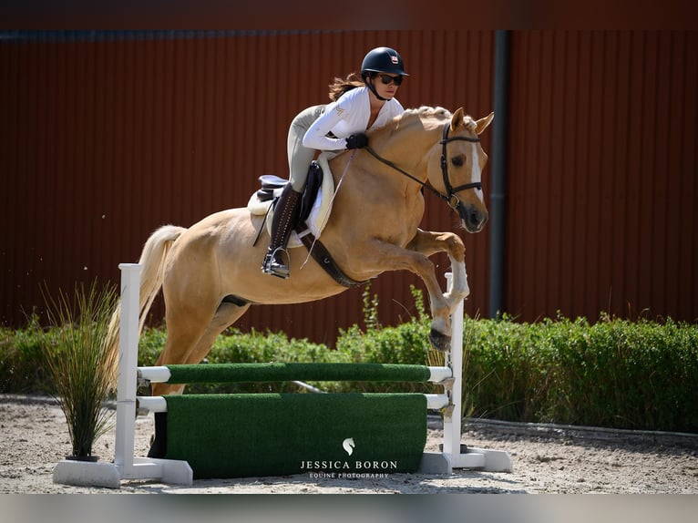 Poolse rijpaard Ruin 5 Jaar 153 cm Palomino in Kicin