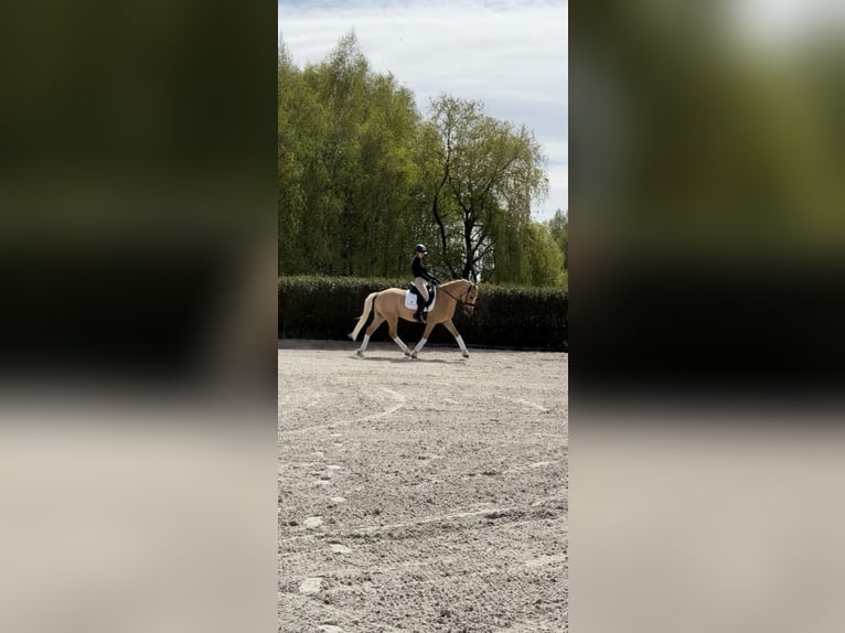 Poolse rijpaard Ruin 5 Jaar 153 cm Palomino in Kicin