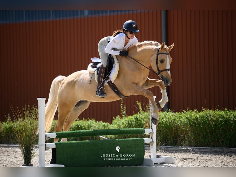 Poolse rijpaard Ruin 5 Jaar 153 cm Palomino in Kicin
