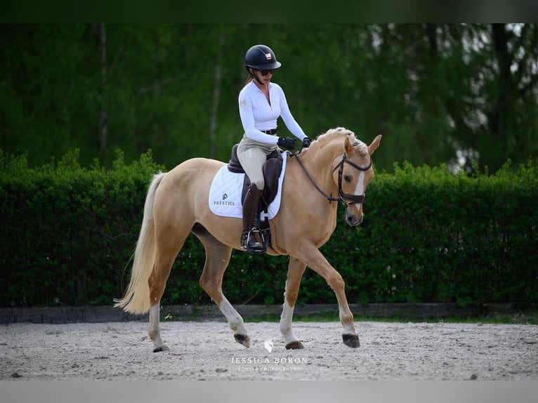 Poolse rijpaard Ruin 5 Jaar 153 cm Palomino in Kicin