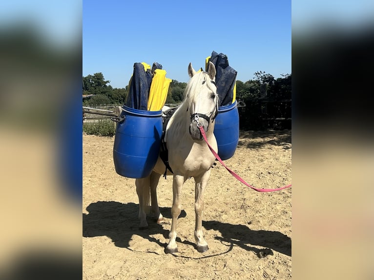 Poolse rijpaard Mix Ruin 6 Jaar 135 cm Palomino in Krefeld