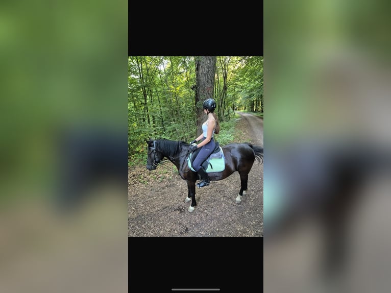 Poolse rijpaard Ruin 6 Jaar 140 cm Zwart in Kenzingen