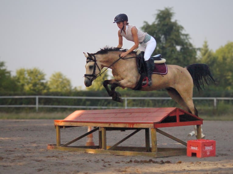 Poolse rijpaard Ruin 6 Jaar 144 cm Falbe in Stoszowice