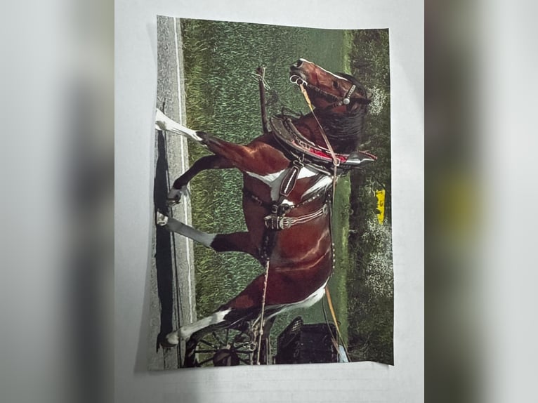 Poolse rijpaard Ruin 7 Jaar 139 cm Gevlekt-paard in Bad Homburg vor der Höhe