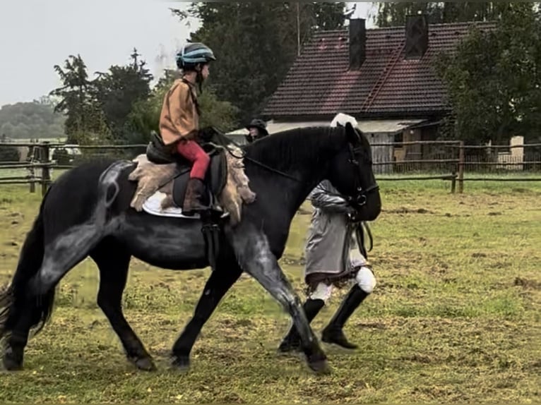 Poolse rijpaard Ruin 7 Jaar 144 cm Zwart in Fuchstal