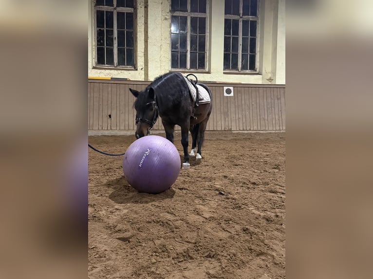 Poolse rijpaard Ruin 7 Jaar Bruin in Potsdam