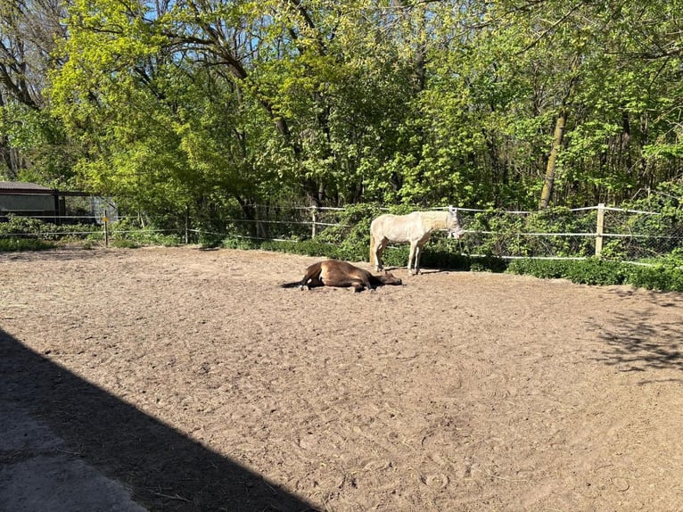 Poolse rijpaard Ruin 7 Jaar Bruin in Potsdam