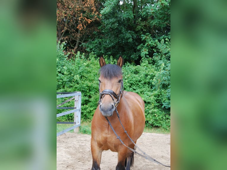 Poolse rijpaard Ruin 8 Jaar 145 cm Bruin in K&#xF6;ln