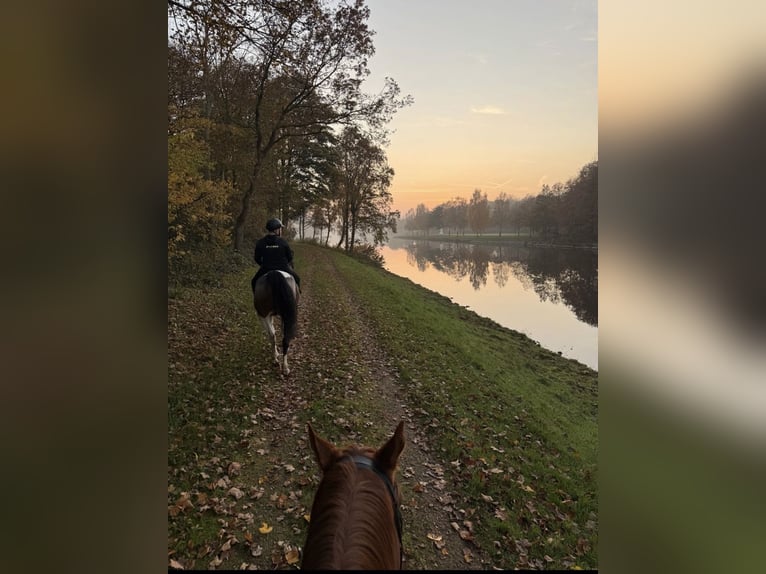Poolse rijpaard Ruin 8 Jaar 164 cm Gevlekt-paard in Dörpen