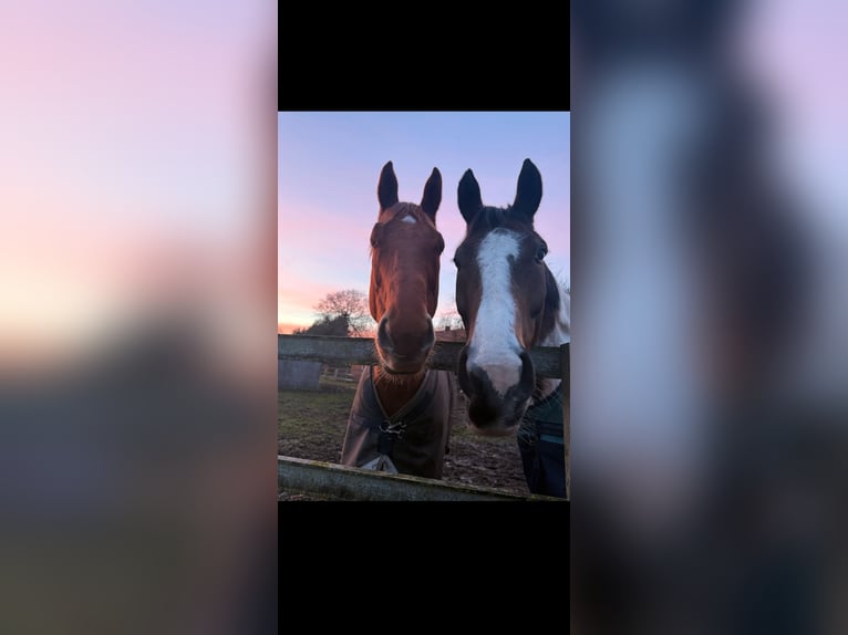 Poolse rijpaard Ruin 8 Jaar 164 cm Gevlekt-paard in Dörpen