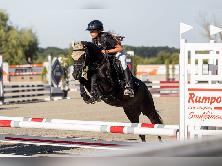 Poolse rijpaard Ruin 9 Jaar 125 cm Zwart in Bohumin
