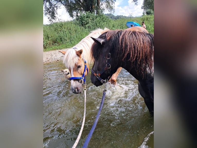 Poolse rijpaard Mix Ruin 9 Jaar 132 cm Zwart in Neustetten