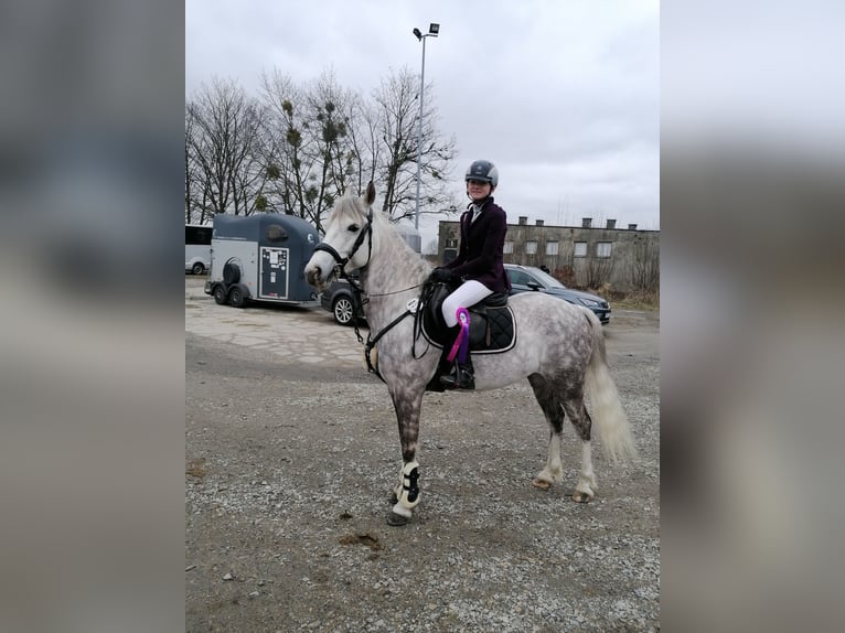 Poolse rijpaard Ruin 9 Jaar 137 cm Schimmel in Ściborzyce