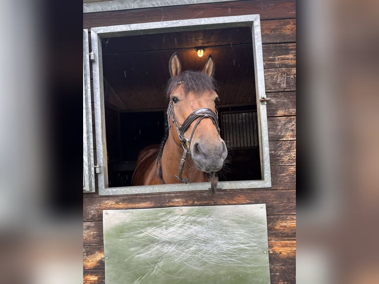 Poolse rijpaard Ruin 9 Jaar 140 cm Bruin in Marienheide