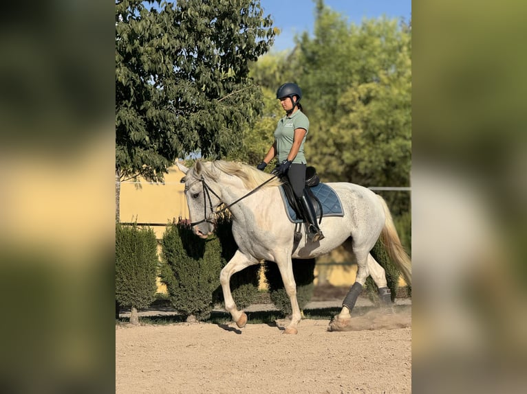 Portugalski koń sportowy Klacz 10 lat Srokata in Manacor