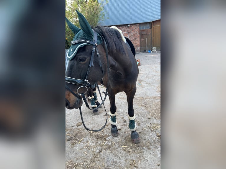 Portugalski koń sportowy Klacz 13 lat 150 cm Ciemnogniada in Oldenburg