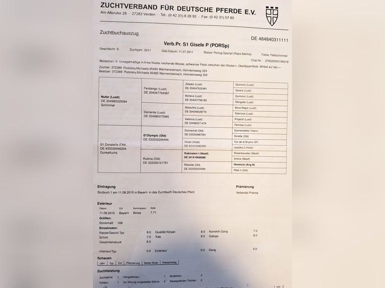 Portugalski koń sportowy Klacz 14 lat 165 cm Siwa jabłkowita in Langenzenn