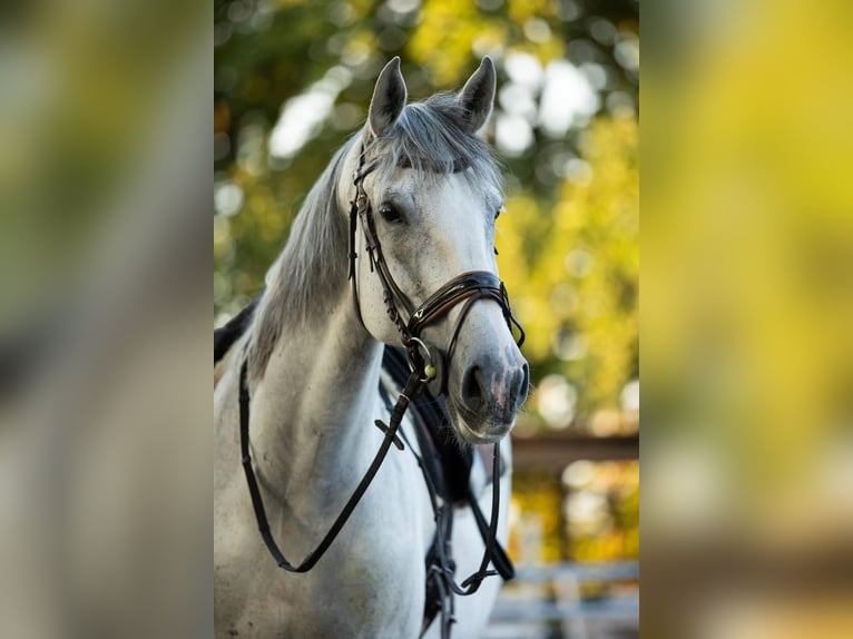 Portugalski koń sportowy Klacz 14 lat 165 cm Siwa jabłkowita in Langenzenn