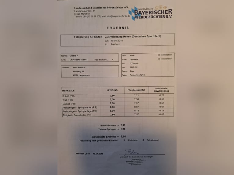 Portugalski koń sportowy Klacz 14 lat 165 cm Siwa jabłkowita in Langenzenn